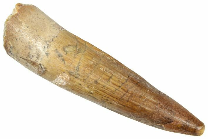 Fossil Spinosaurus Tooth - Real Dinosaur Tooth #357790